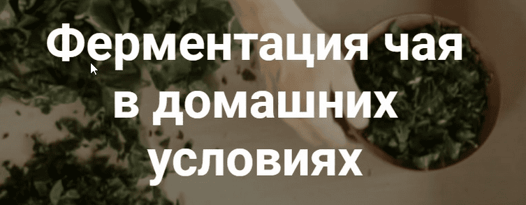 Ферментация чая в домашних условиях. Юрий Курский
